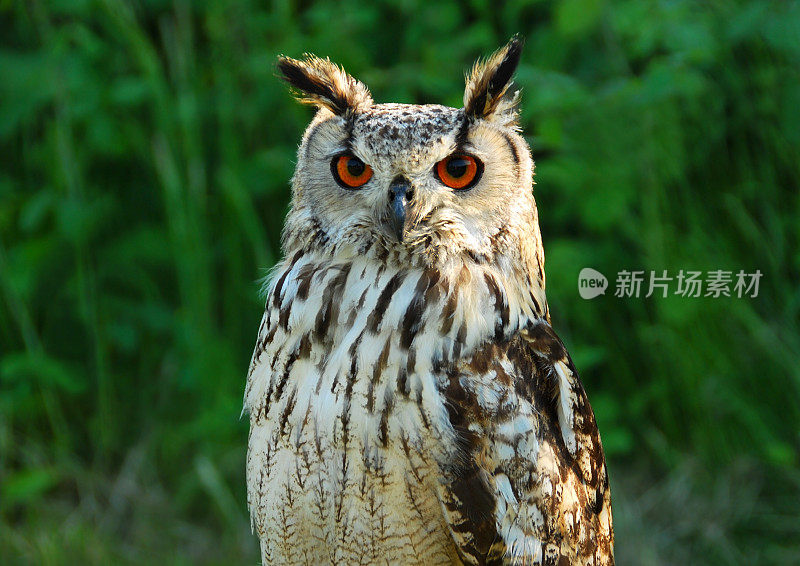 印度鹰鸮的传送门