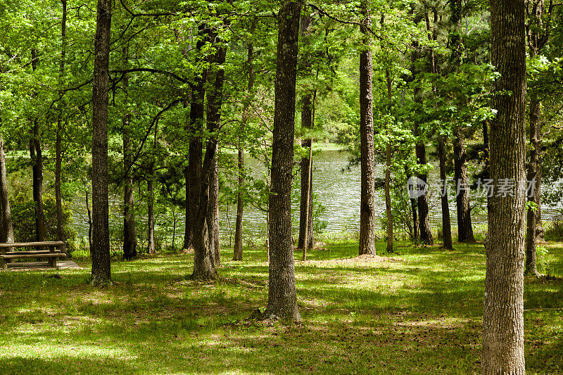 春天的树木环绕着树木繁茂的湖。公园野餐桌，森林。
