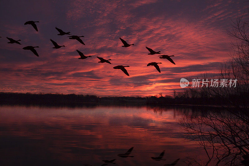 一群大雁在黎明前的天空中飞翔