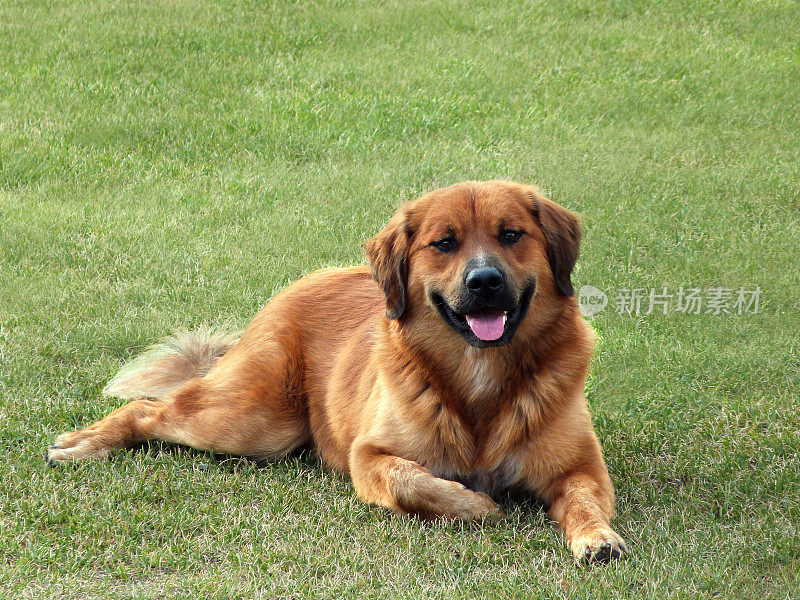 草地上的大型杂交犬