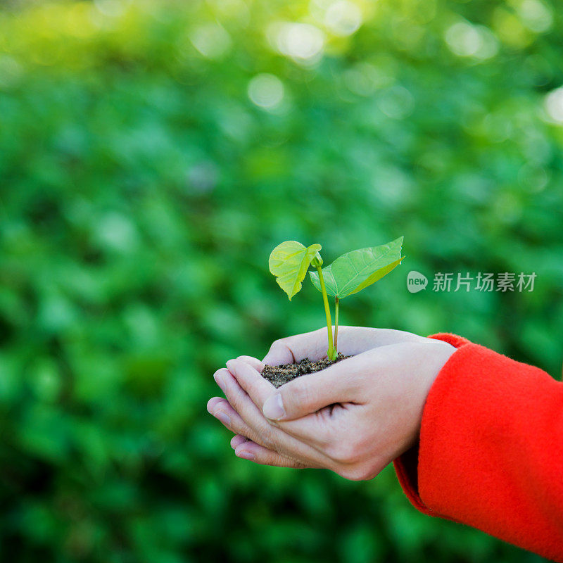 手中有小植物