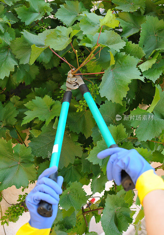 成熟的不可辨认的园丁在葡萄园里用剪刀修剪葡萄藤