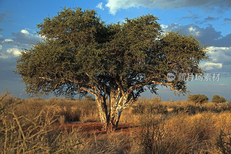 喀拉哈里沙漠的一棵树