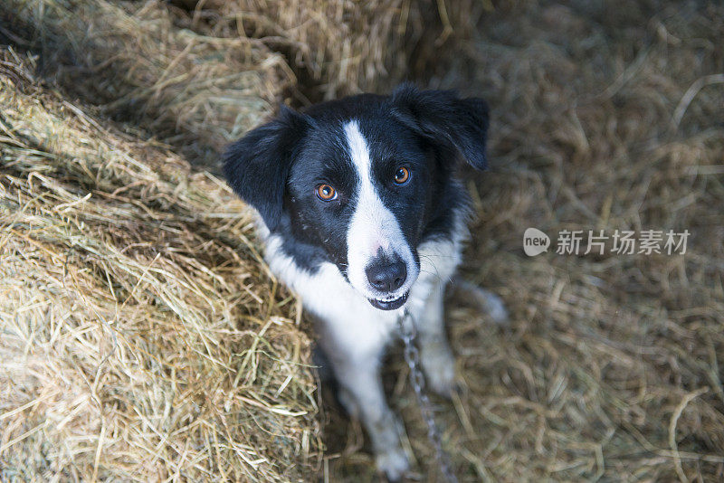 牧羊犬