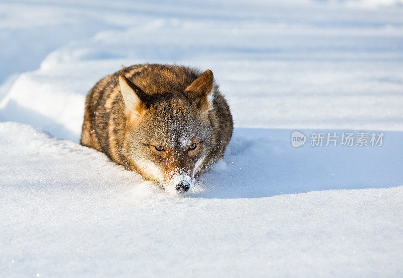 狼在冬天