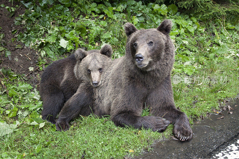 棕熊妈妈和她的幼崽