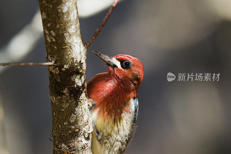 Red-Breasted吸汁啄木鸟