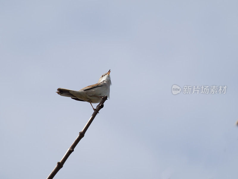 小枝上的苇莺