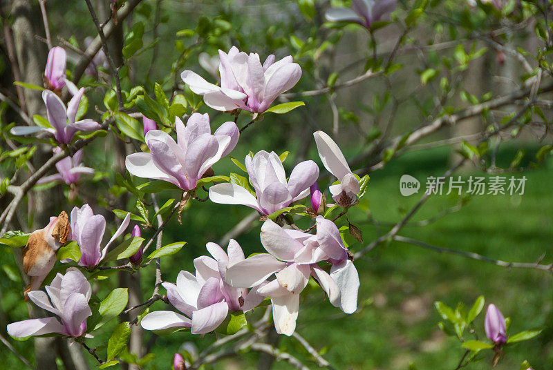 粉红色的木兰花朵