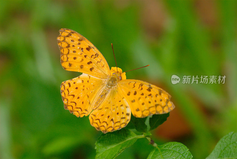 新加坡豹(虉草)