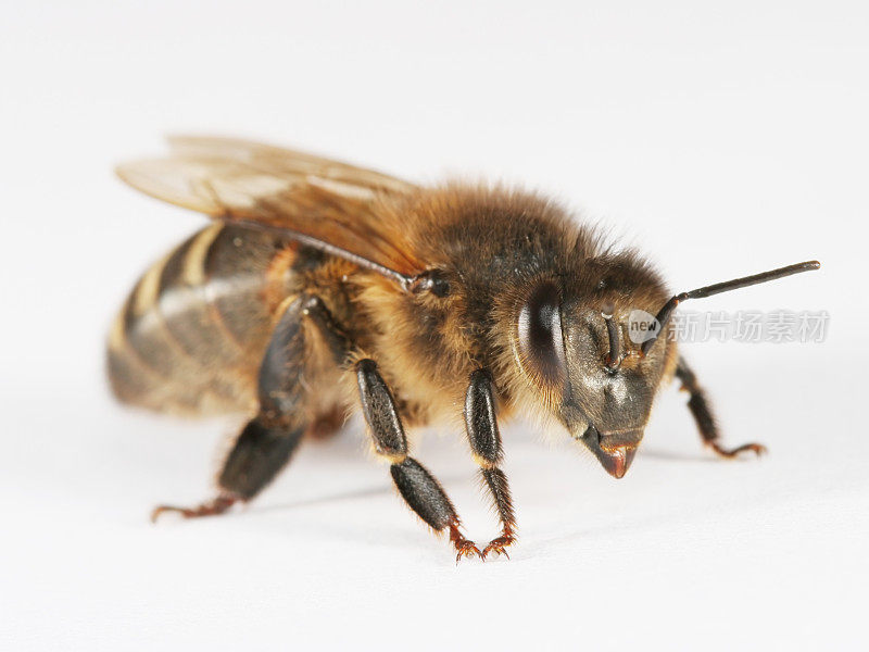 蜜蜂07