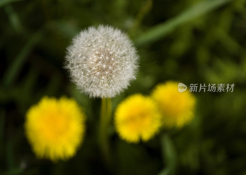 蒲公英的种子和花朵