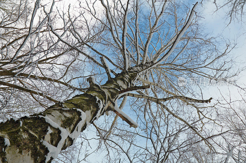 冬天的桦树上覆盖着雪