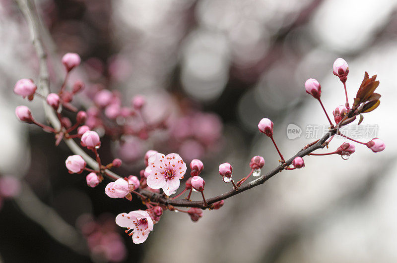 桃李花开，春雨落