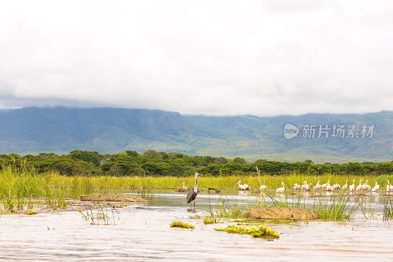 Chamo鹈鹕