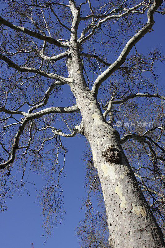悬铃木树在春天的蓝天