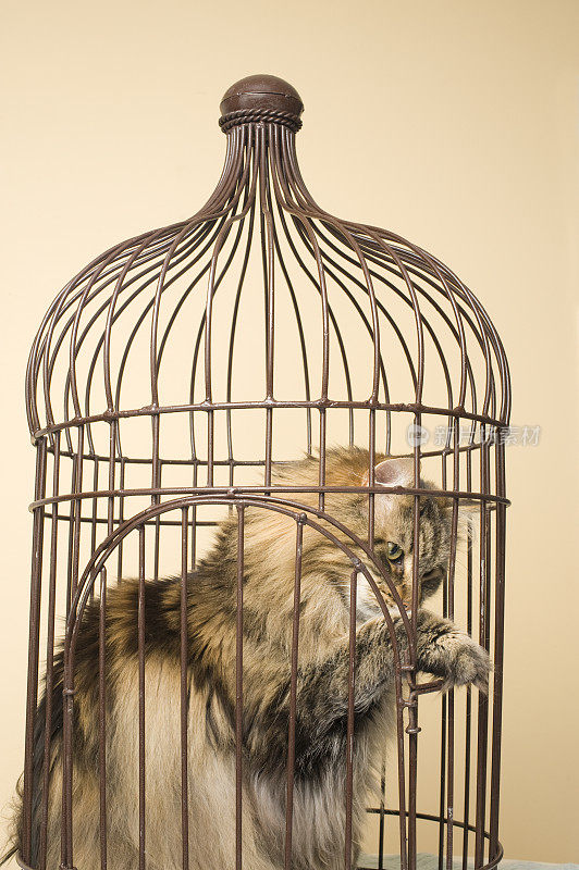 笼子里的缅因猫。