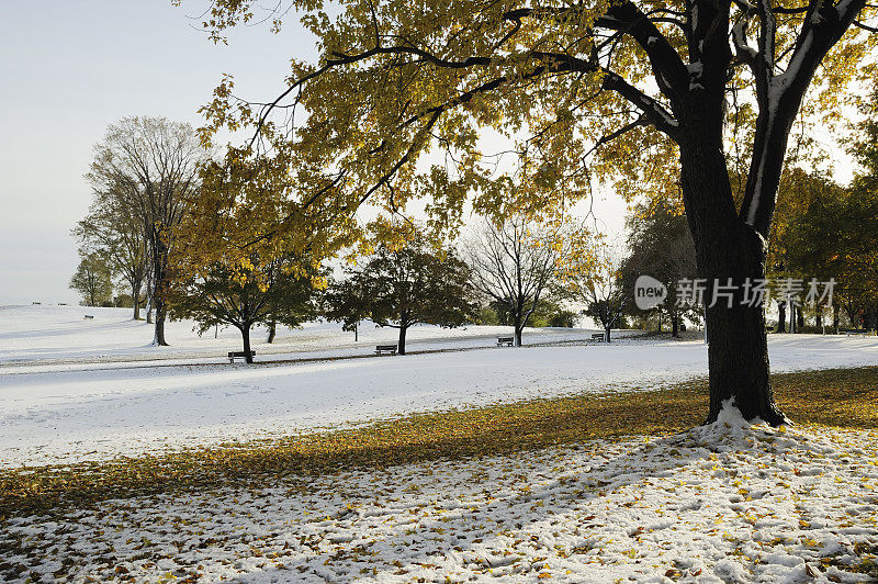 公园里的第一场雪