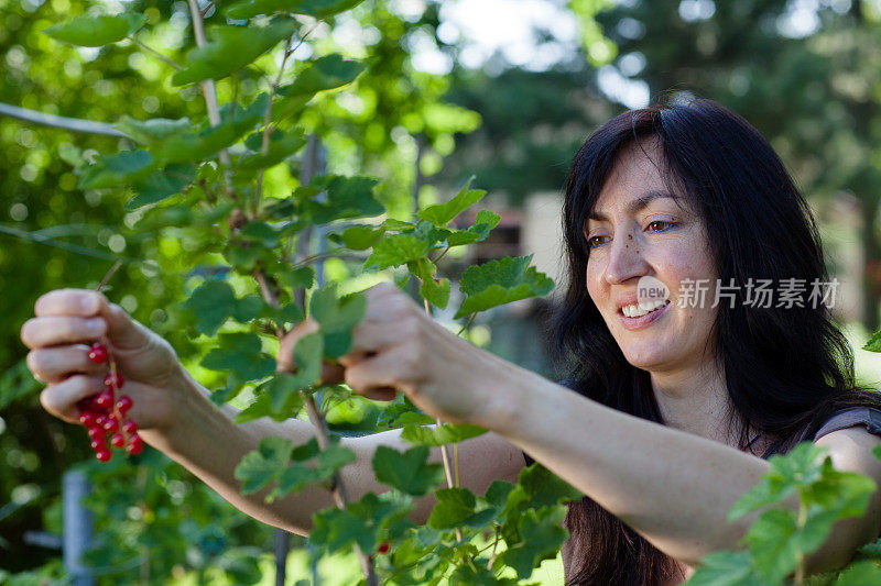 收获:大笑的中年妇女在花园里采摘红醋栗