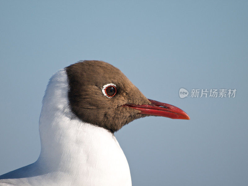 红嘴鸥