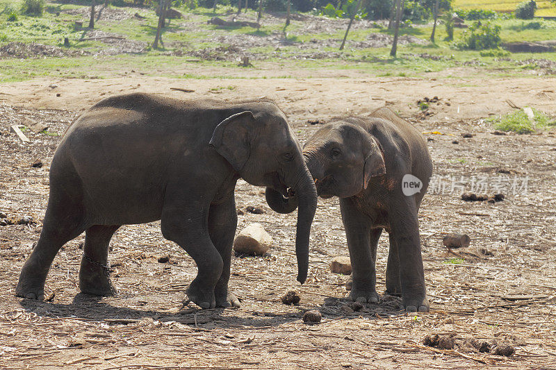 孤儿院的小象在斯里兰卡的丛林里玩耍