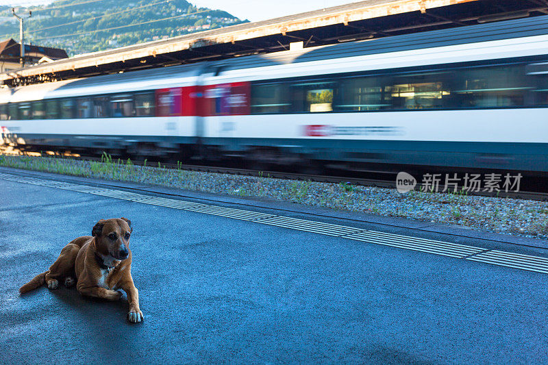 狗在开动的火车前面