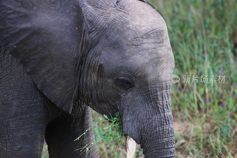 博茨瓦纳:丘比国家公园的小象