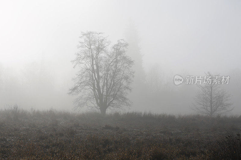 树在草地，秋天的雾，不列颠哥伦比亚，加拿大