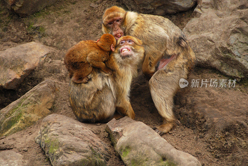 巴巴里猿类在一个岩层前。