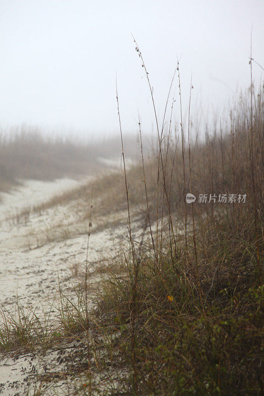 清晨的海燕麦