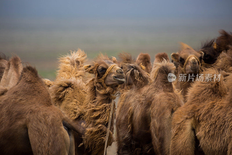 蒙古:年轻的双峰驼