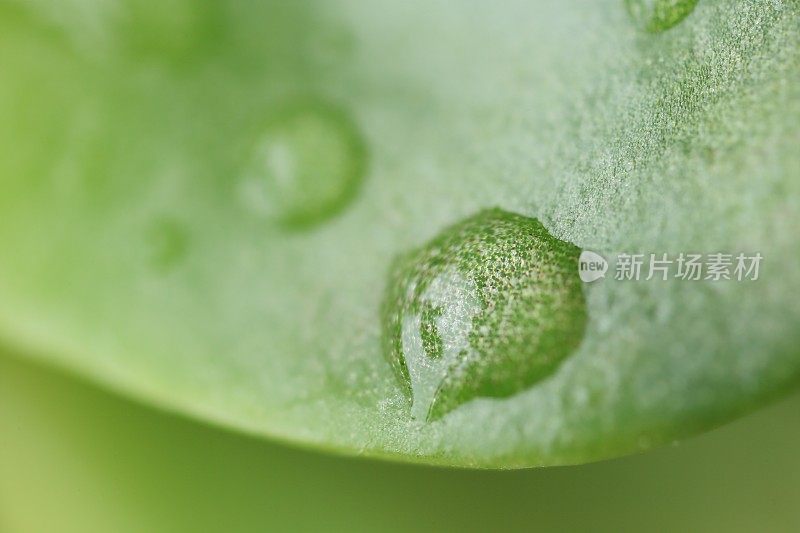 幸福的萌芽