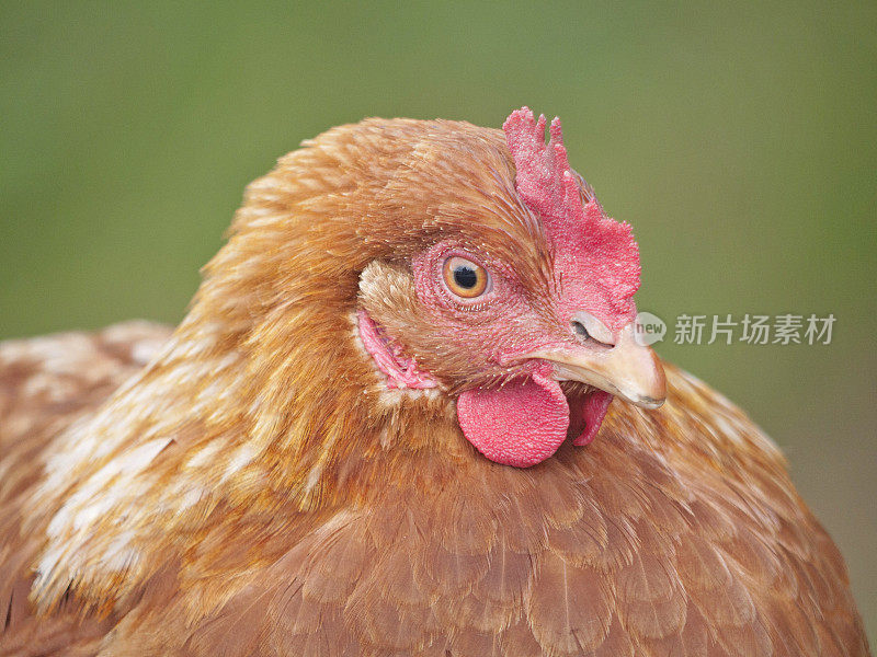 鸡的特写，牛子·奥平顿