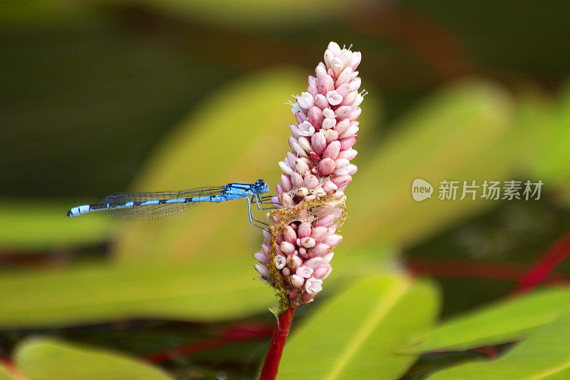 蓝色蜻蜓在粉红色的花上