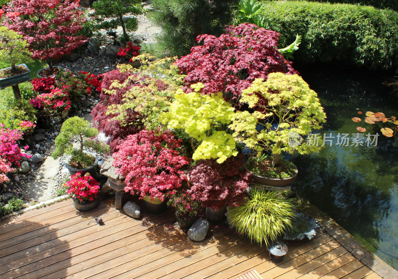 日本枫树在花园池塘边的甲板上的花盆里
