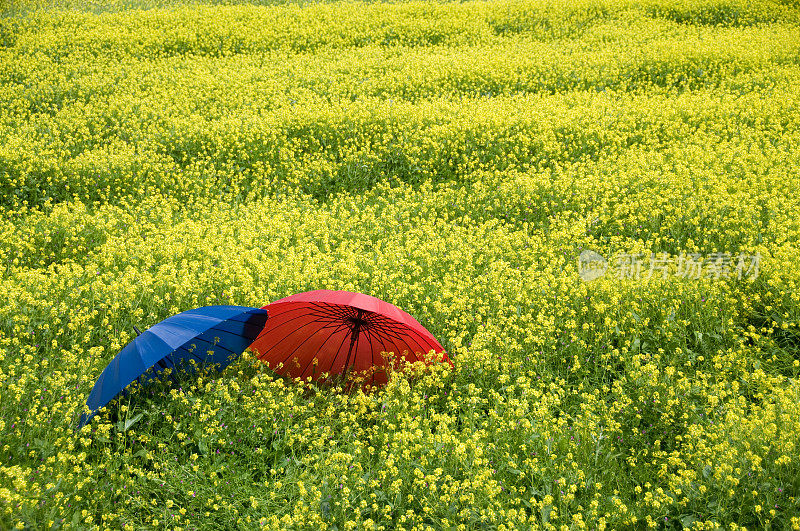 颜色的雨伞