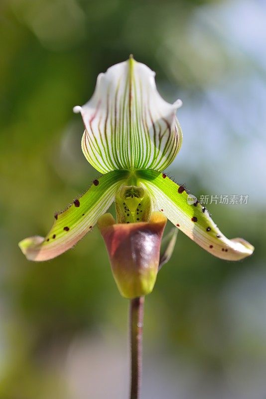 女式拖鞋兰花