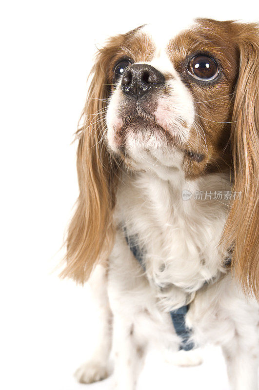 宏观可卡犬幼犬对白色背景