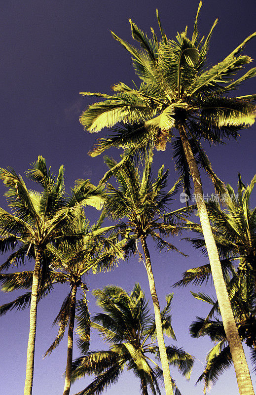 美国夏威夷瓦胡岛，北岸，椰子树。