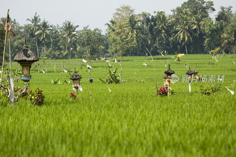 寺庙在Ricefield