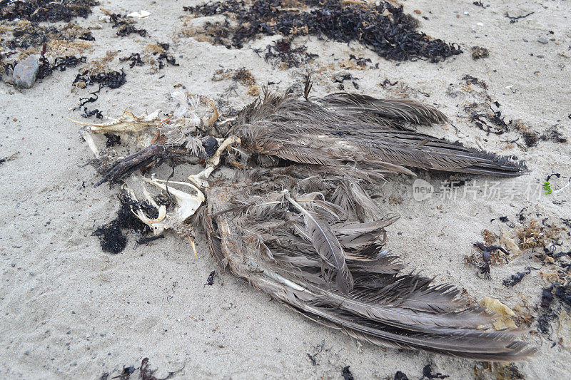 海滩上的死鸟