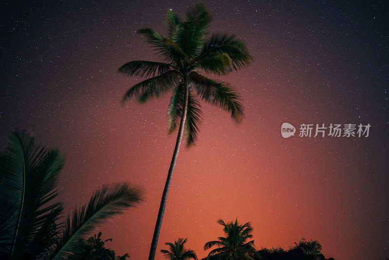 晚上的棕榈树