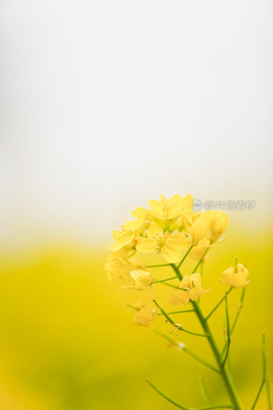 油菜花花朵