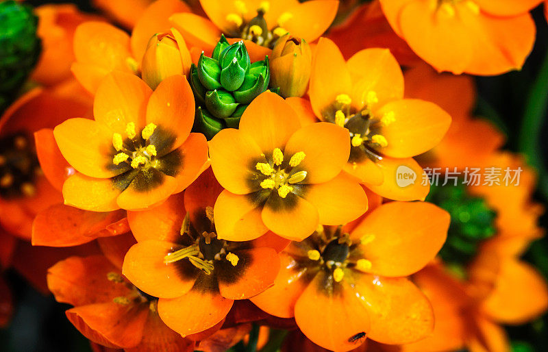 黄花植物特写