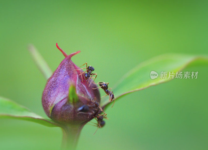 牡丹花蕾上的蚂蚁