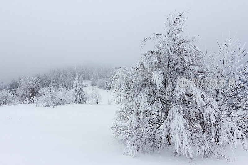 冬天的风景有雪冷杉树