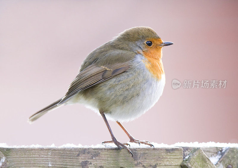 罗宾(红心rubecula)