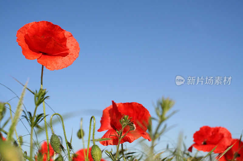 蓝天下的红花特写镜头