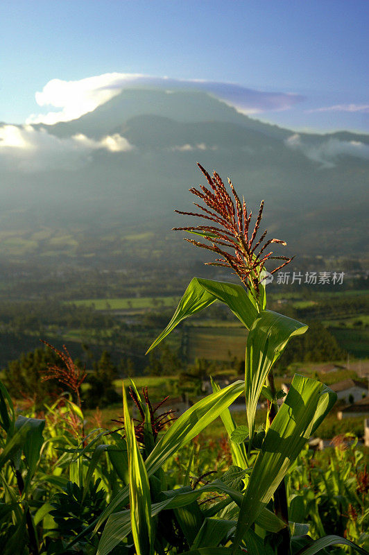 有火山的玉米地