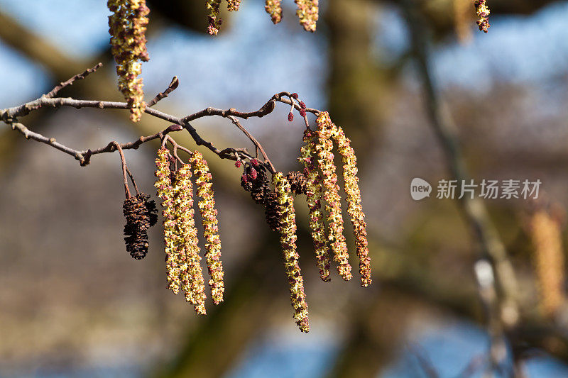 桤木朵花